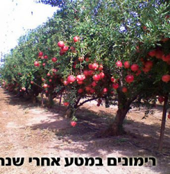 רקע